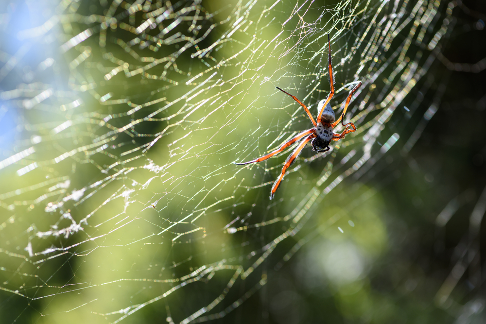 Spider Banner